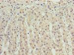 VISTA Polyclonal Antibody