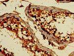 C3orf14 Antibody in Immunohistochemistry (Paraffin) (IHC (P))