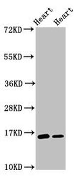 C3orf14 Antibody in Western Blot (WB)