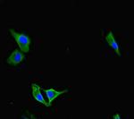 PAG1 Polyclonal Antibody