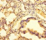 PAG1 Antibody in Immunohistochemistry (Paraffin) (IHC (P))