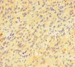 PAG1 Antibody in Immunohistochemistry (Paraffin) (IHC (P))