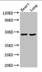 PAG1 Antibody in Western Blot (WB)