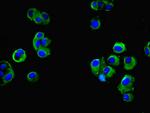 FAM118A Antibody in Immunocytochemistry (ICC/IF)