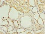 FAM118A Antibody in Immunohistochemistry (Paraffin) (IHC (P))