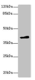 FAM118A Antibody in Western Blot (WB)