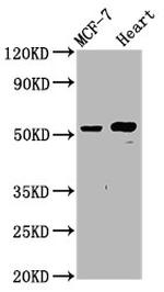 GLTSCR2 Antibody in Western Blot (WB)