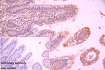 CNIH4 Antibody in Immunohistochemistry (Paraffin) (IHC (P))