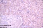 CNIH4 Antibody in Immunohistochemistry (Paraffin) (IHC (P))