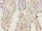 CNIH4 Antibody in Immunohistochemistry (Paraffin) (IHC (P))