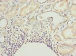 CNIH4 Antibody in Immunohistochemistry (Paraffin) (IHC (P))