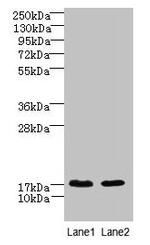 CNIH4 Antibody in Western Blot (WB)