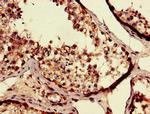 SEC14L3 Antibody in Immunohistochemistry (Paraffin) (IHC (P))