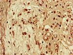 SEC14L3 Antibody in Immunohistochemistry (Paraffin) (IHC (P))