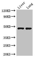 SEC14L3 Antibody in Western Blot (WB)