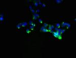 NDFIP1 Antibody in Immunocytochemistry (ICC/IF)