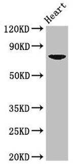 PRDM13 Polyclonal Antibody