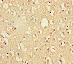 DHX35 Antibody in Immunohistochemistry (Paraffin) (IHC (P))