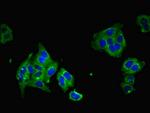 mPR gamma Antibody in Immunocytochemistry (ICC/IF)