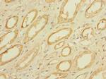 mPR gamma Antibody in Immunohistochemistry (Paraffin) (IHC (P))