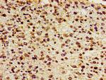 FOXD3 Antibody in Immunohistochemistry (Paraffin) (IHC (P))