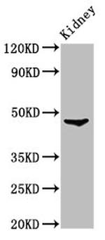 FOXD3 Antibody in Western Blot (WB)