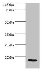 HN1 Polyclonal Antibody