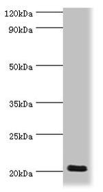 Doppel Antibody in Western Blot (WB)