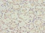 VANGL2 Polyclonal Antibody