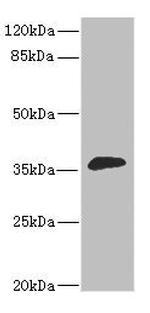 DHDH Antibody in Western Blot (WB)