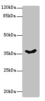 PSG11 Polyclonal Antibody