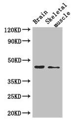 AJAP1 Antibody in Western Blot (WB)