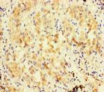 FBXL21 Antibody in Immunohistochemistry (Paraffin) (IHC (P))