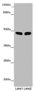 FBXL21 Antibody in Western Blot (WB)