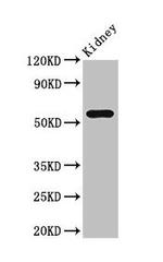 FBXO3 Antibody in Western Blot (WB)