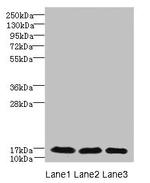 C3orf18 Antibody in Western Blot (WB)