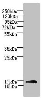 TRAPPC2L Antibody in Western Blot (WB)