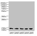 TIMM10B Antibody in Western Blot (WB)