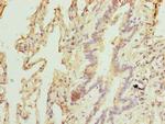 TPRKB Antibody in Immunohistochemistry (Paraffin) (IHC (P))