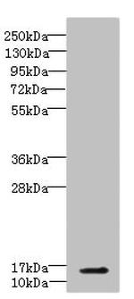 CBY1 Antibody in Western Blot (WB)