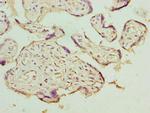LRRC42 Antibody in Immunohistochemistry (Paraffin) (IHC (P))