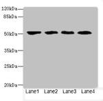 LRRC42 Antibody in Western Blot (WB)