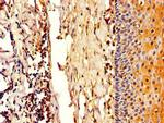 CERT Antibody in Immunohistochemistry (Paraffin) (IHC (P))