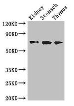 CERT Antibody in Western Blot (WB)