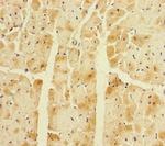 CORIN Polyclonal Antibody