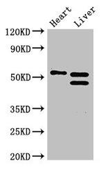COQ6 Antibody in Western Blot (WB)