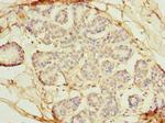 OSGIN2 Antibody in Immunohistochemistry (Paraffin) (IHC (P))