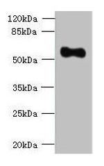 OSGIN2 Antibody in Western Blot (WB)