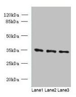 C15orf41 Polyclonal Antibody