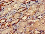 DRG1 Antibody in Immunohistochemistry (Paraffin) (IHC (P))